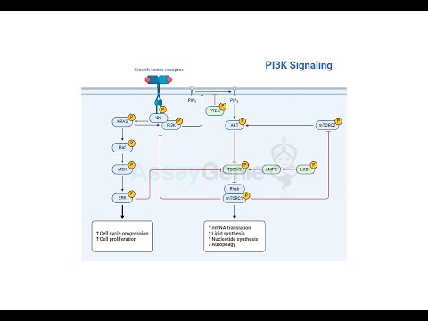 Decoding the Language of Cells Chemokine Signaling Pathways Unveiled